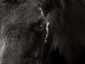 Factorii care influențează marmorarea la bovine