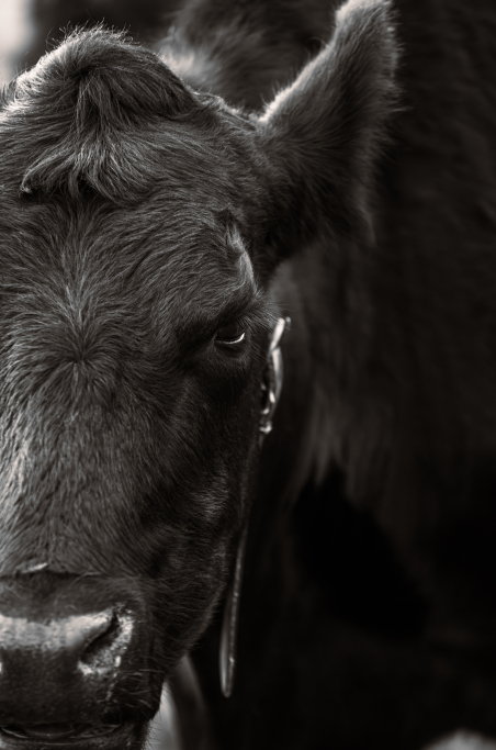 Factors influencing marbling in beef cattle.